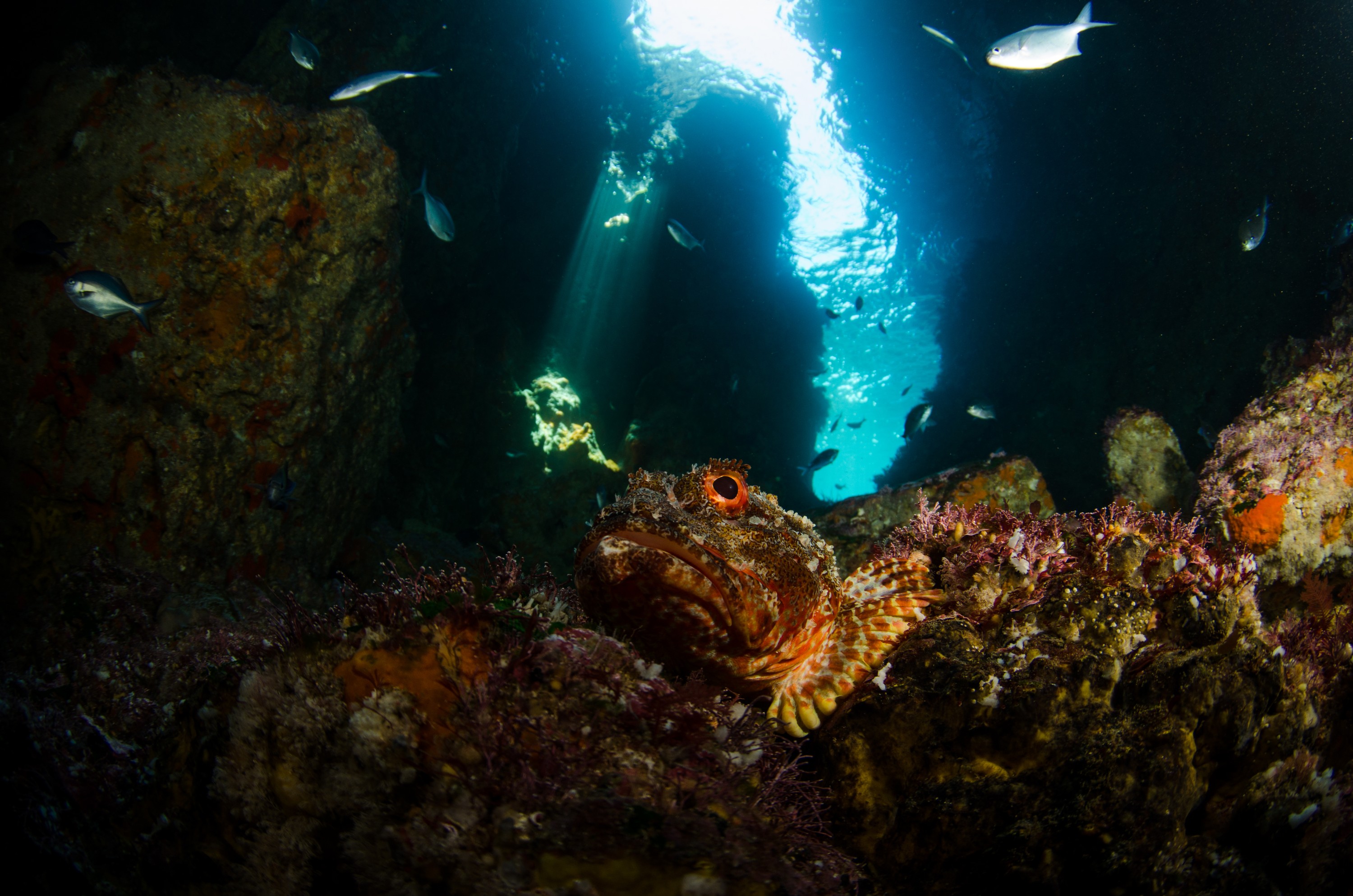 DSC_9690 – Jans, Poor, Scorpaena cardinalis, Tunnel, crispin, fish, knights, marine, new, northern, northland, nz, reserve, scorpion, zealand, JAN17